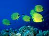 [DOT CD03] Underwater - Bluecheek Butterflyfish (Chaetodon semilarvatus)