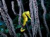 [DOT CD03] Underwater - Yellow Seahorse