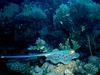 [DOT CD03] Underwater - Yellow-spotted Ray