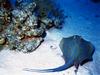[DOT CD03] Underwater - Yellow-spotted Ray