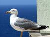 [DOT CD04] France - Corsica Bonifacio - Gull