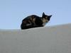 [DOT CD04] Greece - Santorini - Cat