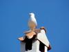 [DOT CD04] Greece - Saronic Gulf - Poros - Gull
