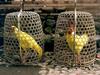 [DOT CD04] Indonesia - Bali - Golden Chickens