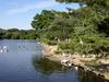 [DOT CD04] New Jersey - Smithville Historical Town - Geese