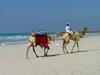 [DOT CD04] United Arab Emirates - Dubai Beach Life - Camels