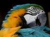 [DOT CD05] Indonesia Bali - Blue-and-gold Macaw
