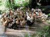 [DOT CD05] Indonesia Bali - Domestic Ducks