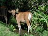 [DOT CD05] Indonesia Bali - Young Cow