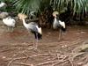 [DOT CD05] Indonesia Bali - Taman Burung Bird Park - Grey Crowned Cranes
