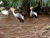 [DOT CD05] Indonesia Bali - Taman Burung Bird Park - Grey Crowned Cranes