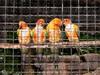 [DOT CD05] Indonesia Bali - Taman Burung Bird Park - Sun Conure group in cage