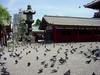 [DOT CD05] Japan Tokyo - Asakusa Temple - Pigeons