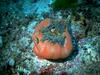 [DOT CD05] Maldives - Sea Anemone & Anemonefish