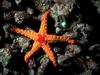 [DOT CD05] Maldives - Sea Star