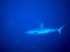 [DOT CD05] Maldives - Shark