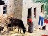 [DOT CD05] Nepal - Cow