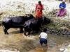 [DOT CD05] Nepal Nagarkot - Buffalo