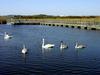 [DOT CD05] Ontario Wye Marsh - Trumpeter Swan family