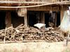 [DOT CD05] Thailand Northern Districts - Chickens
