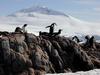 [DOT CD06] Antarctica - Gentoo Penguins