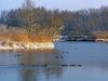 [DOT CD06] Austria Vorarlberg Fussach Lake Constance - Ducks