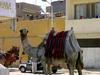 [DOT CD06] Egypt - Cairo Street Scene - Camel