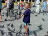 [DOT CD06] Italy Venice - Pigeons