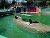 [DOT CD06] Missouri Kansas City - Sea Lions