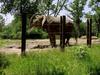 [DOT CD06] Missouri Kansas City - Swope Park Zoo - Elephant
