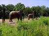 [DOT CD06] Missouri Kansas City - Swope Park Zoo - Elephants