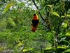 [DOT CD06] Missouri Kansas City - Swope Park Zoo - Weaver?