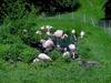 [DOT CD06] Missouri Kansas City - Swope Park Zoo - Flamingo flock