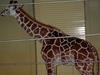 [DOT CD06] Ohio Toledo Zoo - Giraffe - Giraffa camelopardalis