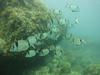 [DOT CD06] Underwater - Spain Cape Creus - Fishes