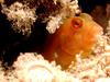 [DOT CD06] Underwater - Spain Cape Creus - Blenny?