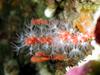 [DOT CD06] Underwater - Spain Cape Creus - Sea Anemone?