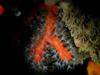 [DOT CD06] Underwater - Spain Cape Creus - Sea Anemone?