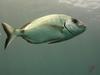[DOT CD06] Underwater - Spain Cape Creus - Fish