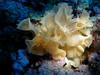 [DOT CD06] Underwater - Spain Cape Creus - Sponge?