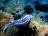 [DOT CD06] Underwater - Spain Cape Creus - Nudibranch