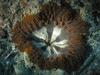 [DOT CD06] Underwater - Spain Cape Creus - Sea Anemone