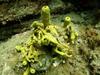 [DOT CD06] Underwater - Spain Cape Creus - Barrel Sponge?