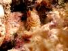 [DOT CD06] Underwater - Spain Cape Creus - Blenny?