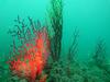 [DOT CD06] Underwater - Spain Cape Creus - Sea Fan?