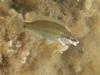 [DOT CD06] Underwater - Spain Cape Creus - Fish