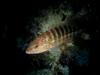 [DOT CD06] Underwater - Spain Cape Creus - Fish