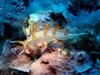 [DOT CD06] Underwater - Spain Cape Creus - Nudibranch