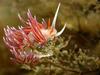 [DOT CD06] Underwater - Spain Cape Creus - Nudibranch