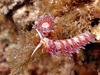 [DOT CD06] Underwater - Spain Cape Creus - Nudibranch